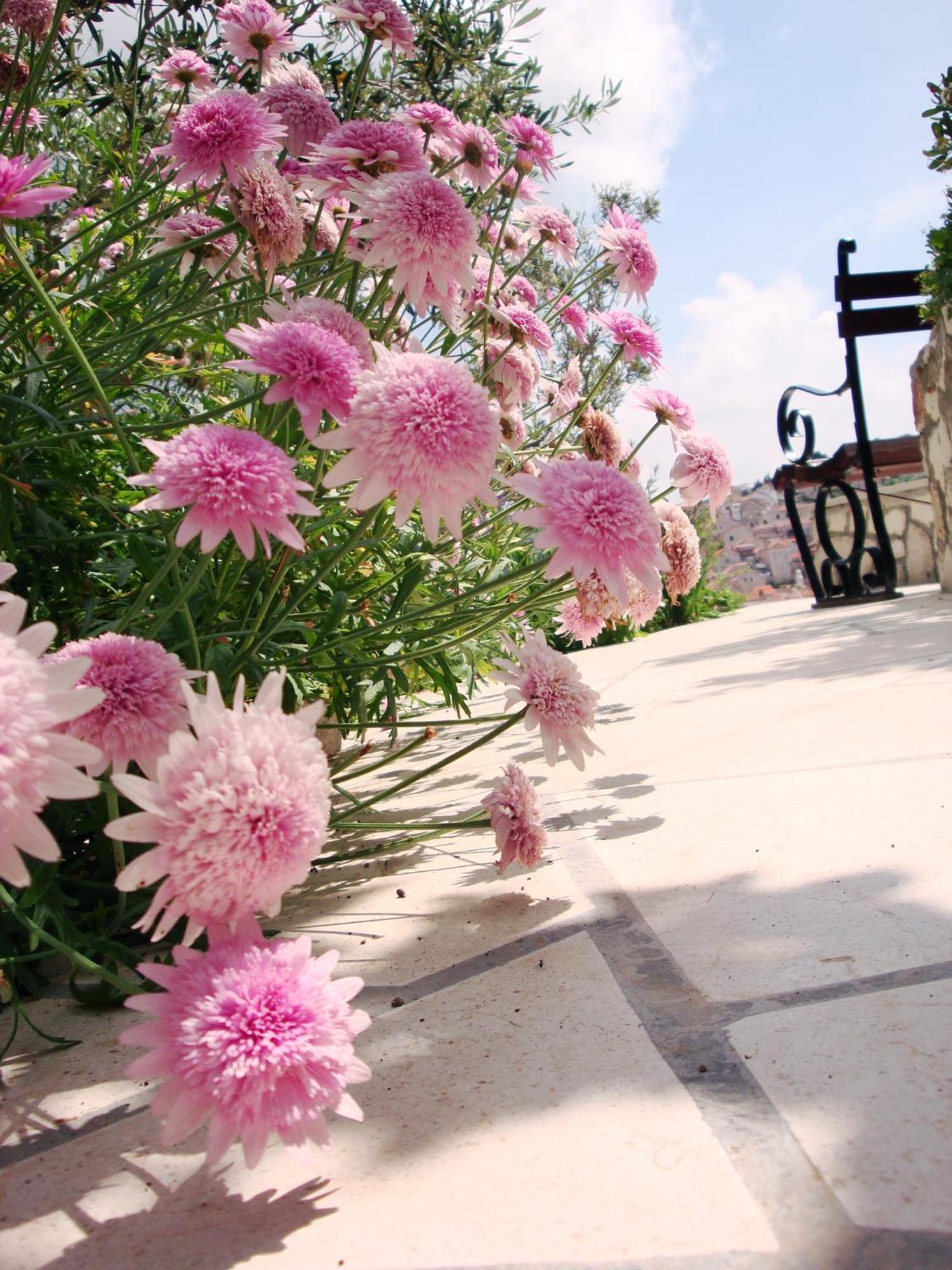 Apartments Olive Tree Hvar Town Esterno foto